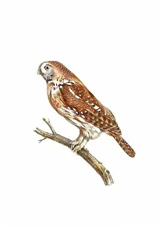 Tiny Bird Prints: Owl. Vintage inspired bird art