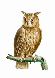 Owl. Vintage inspired bird art. Digital Watercolor painting on a soft textured white background