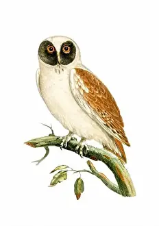 Tiny Bird Prints: Owl. Vintage inspired bird art