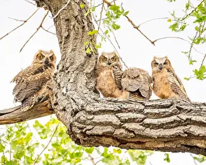 Midday Prints: Four owls rest on tree branch