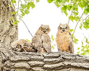 Denver Prints: Three owls rest on a tree branch with one snuggled into the corner