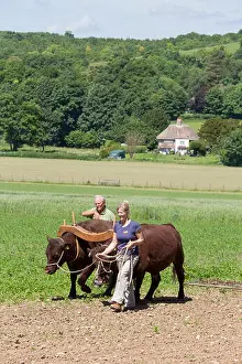 West Sussex Prints: Oxen ploughing at the Weald & Downland Living Museum, West Sussex, England, UK