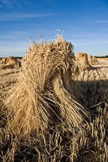 Corn Field Prints: Oxfordshire wheat field with the special long stemmed crop drying in sheaves or stooks for use as roofing thatch