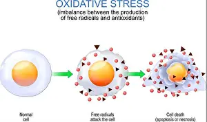 Chronic Prints: Oxidative stress. imbalance between the production of free radicals and antioxidants