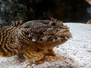 Camouflaged Prints: Oyster Toadfish fish underwater portrait close up