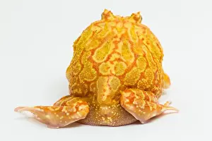 Frog Prints: Pac man frog albino strawberry isolated on white background