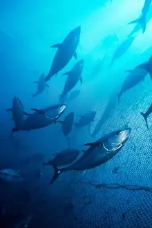 Baja California Prints: Pacific bluefin tuna, Thunnus orientalis