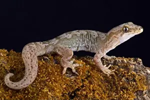 Northland Prints: The Pacific gecko (Dactylocnemis pacificus) is a gecko endemic to the North Island of New Zealand