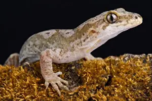 Northland Prints: The Pacific gecko (Dactylocnemis pacificus) is a gecko endemic to the North Island of New Zealand