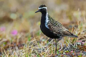 Ken Archer Prints: Pacific golden plover pause for a moment on the arctic tundra habitat of its summer home in Alaska