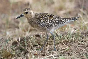 Charadriiformes Prints: Pacific Golden Plover in winter plumage in the Diamond Head caldera, Honolulu Hawaii