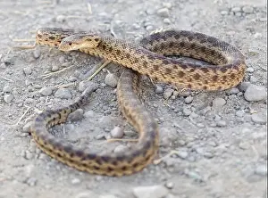 Viper Prints: Pacific Gopher Snake Adult in Defensive Posture