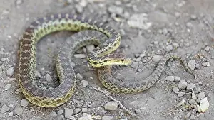 Viper Prints: Pacific Gopher Snake Adult in Defensive Posture
