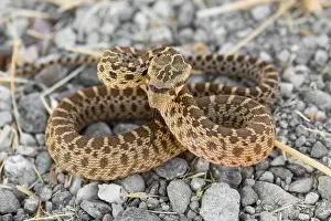 Viper Prints: Pacific Gopher Snake juvenile in defensive posture