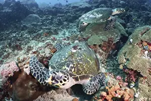 Eretmochelys Imbricata Prints: Two Pacific Hawksbill sea turtles (Eretmochelys imbricata bissa) on a coral reef