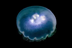 Seattle Prints: Pacific Moon Jelly, Aurelia labiata