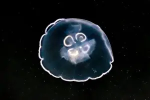 Pelagic Prints: Pacific Moon Jelly, Aurelia labiata