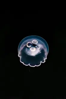 Pelagic Prints: Pacific Moon Jelly, Aurelia labiata