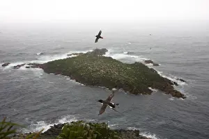 Yachting Prints: Pacific ocean birds on Islands
