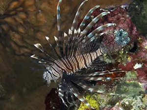 Hovering Prints: Pacific red lionfish (Pterois volitans) elegantly floating next to colourful corals in the sea