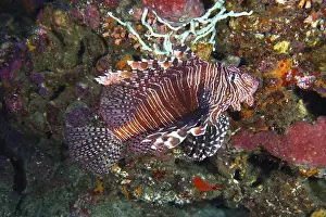 Spiky Prints: Pacific red lionfish (Pterois volitans) swimming over a colourful coral reef