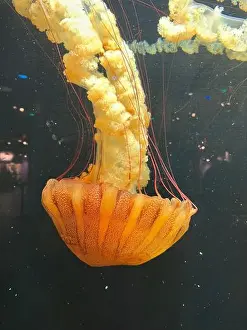 Water Movement Prints: Pacific sea nettle (Chrysaora fuscescens) jellyfish gracefully floats with long