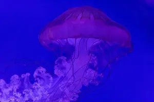 Aquatic Animal Prints: Pacific Sea Nettle: Graceful Jellyfish in Vibrant Ocean Waters