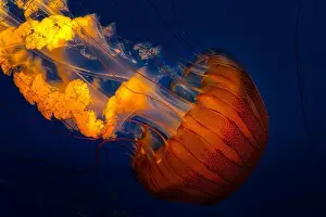 Pacific Sea Nettle Prints: The Pacific sea nettle jellyfish with golden tentacles floating in dark blue waters