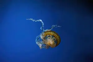 Pacific Sea Nettle Prints: Pacific sea nettle, Orange jellyfish or Chrysaora fuscescens swimming in blue water of aquarium tank