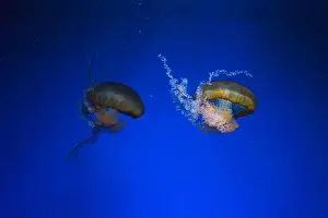 Pacific Sea Nettle Prints: Pacific sea nettle, Orange jellyfish or Chrysaora fuscescens swimming in blue water of aquarium tank
