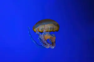 Nettle Prints: Pacific sea nettle, Orange jellyfish or Chrysaora fuscescens swimming in blue water of aquarium tank
