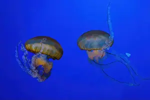 Theriology Prints: Pacific sea nettle, Orange jellyfish or Chrysaora fuscescens swimming in blue water of aquarium tank