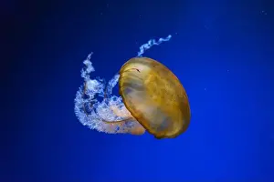 Medusa Prints: Pacific sea nettle, Orange jellyfish or Chrysaora fuscescens swimming in blue water of aquarium tank