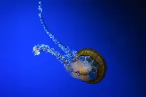 Medusa Prints: Pacific sea nettle, Orange jellyfish or Chrysaora fuscescens swimming in blue water of aquarium tank