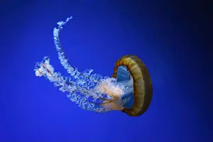 Medusa Prints: Pacific sea nettle, Orange jellyfish or Chrysaora fuscescens swimming in blue water of aquarium tank