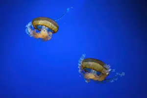 Medusa Prints: Pacific sea nettle, Orange jellyfish or Chrysaora fuscescens swimming in blue water of aquarium tank