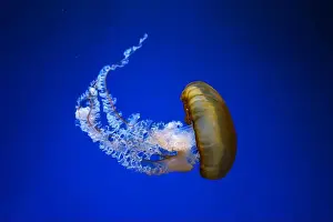 Medusa Prints: Pacific sea nettle, Orange jellyfish or Chrysaora fuscescens swimming in blue water of aquarium tank