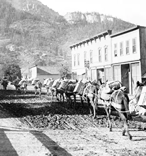 Miners Prints: Pack Train, 1905