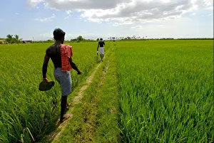 Tamil Nadu Prints: Paddy fields, Kundakulam, Tamil Nadu, India