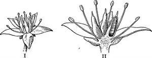Pistils Prints: This page from Essentials of Botany illustrates key botanical concepts