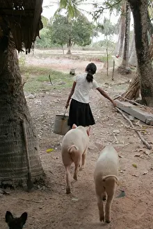 Trouble Prints: Painet je2195 cambodia girl 13 year old ken srey tum feeding pigs kampot province 2006 labor labour child kid children