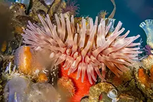 Salish Sea Prints: Painted Anemone, Urticina crassicornis