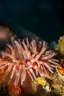 Puget Sound Prints: Painted Anemone, Urticina crassicornis