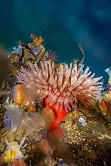Puget Sound Prints: Painted Anemone, Urticina crassicornis
