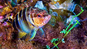 Biosphere Prints: Painted Comber, Serranus scriba