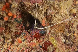 Painted Lobster Prints: Painted Lobster(Panulirus versicolor) at the Tubbataha Reef National Park Philippines
