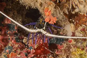 Painted Lobster Prints: Painted Lobster(Panulirus versicolor) at the Tubbataha Reef National Park Philippines