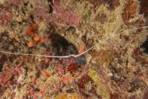 Painted Lobster Prints: Painted Lobster(Panulirus versicolor) at the Tubbataha Reef National Park Philippines