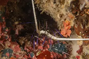 Crayfish Prints: Painted Lobster(Panulirus versicolor) at the Tubbataha Reef National Park Philippines