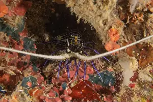 Crayfish Prints: Painted Lobster(Panulirus versicolor) at the Tubbataha Reef National Park Philippines